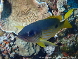 lutjanus_coeruleolineatus-jd01