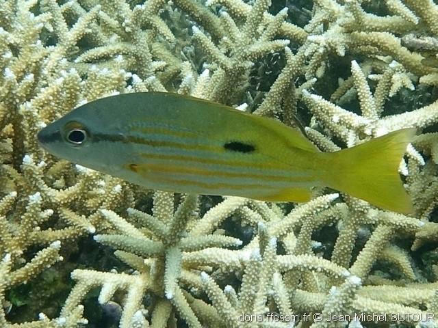 Lutjanus_fulviflamma-jms002