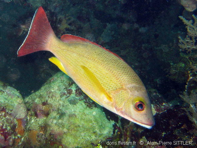 lutjanus_fulvus-aps201