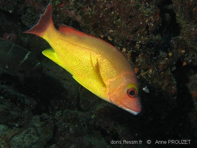 lutjanus_fulvus_ap1
