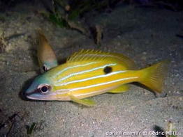lutjanus_quinquelineatus-cemi1