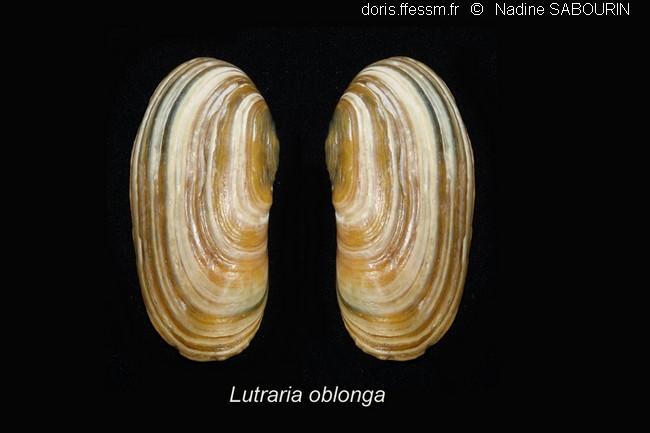 lutraria_oblonga-ns5