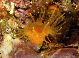 balanophyllia_regia-slb4
