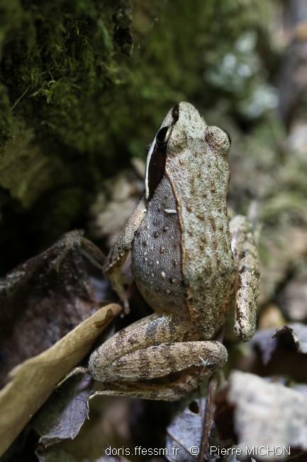 lythobates_sylvaticus_pm00002