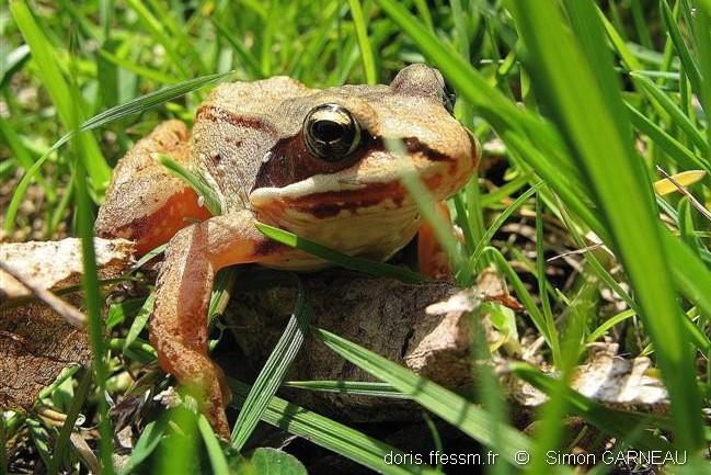 lythobates_sylvaticus_sg00001