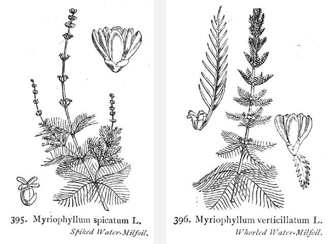 myriophyllum_sp-70