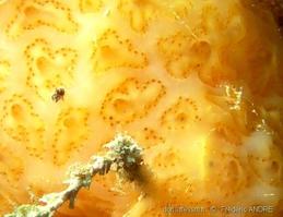 aplidium_conicum-fa4