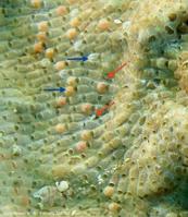 figularia_figularis-fa2625b