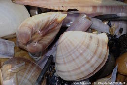 mactra_stultorum-clwa-img_25541b