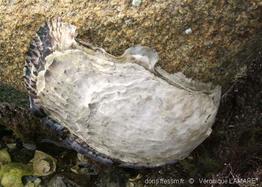 magallana_gigas-2