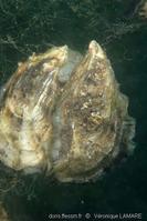 magallana_gigas-3