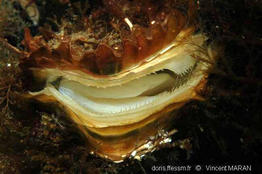 magallana_gigas-7b
