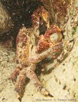 Maguimithrax_spinosissimus-fa114