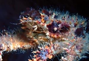 maguimitrhax_spinosissimus_sm01
