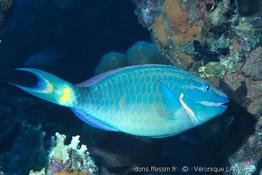 sparisoma_viride_vl2