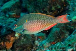 sparisoma_aurofrenatum_vl2