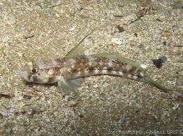 gobius_roulei-slb3
