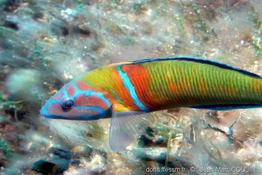 thalassoma_pavo-jmc1