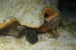 lobatus_gigas_vm1