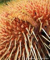 malmgrenia_castanea-fran1