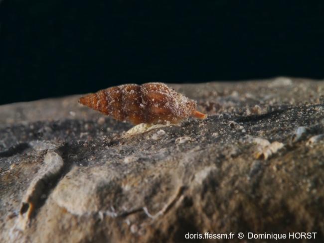 Mangelia scabrida-020doho