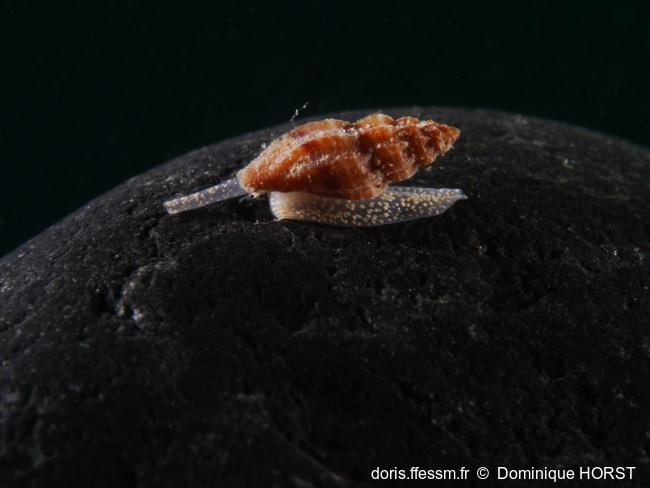 Mangelia scabrida-030doho