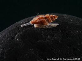 Mangelia scabrida-030doho