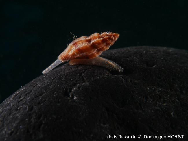 Mangelia scabrida-040doho