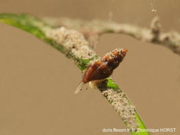 Mangelia scabrida-050doho