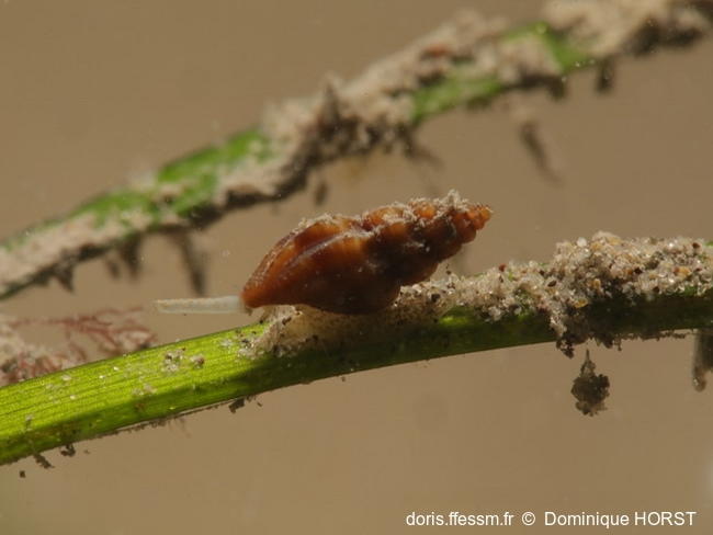 Mangelia_scabrida-doho010