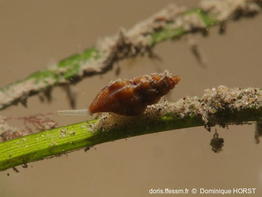 Mangelia_scabrida-doho010