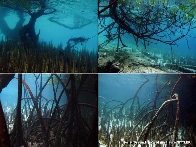 mangrove_glossaire-apsittler01