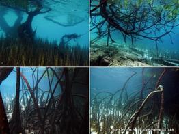 mangrove_glossaire-apsittler01