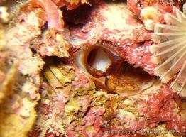 lithophaga_lithophaga-fa1x