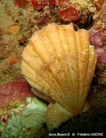 manupecten_pesfelis-fa-img_600