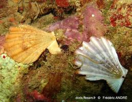 manupecten_pesfelis-fa-img_601