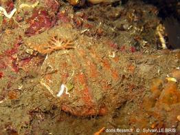manupecten_pesfelis-slb-img_7366