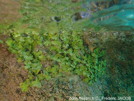 marchantiophyta_polymorpha-fj01