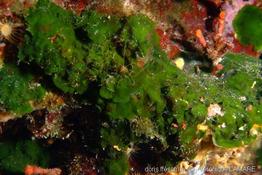 palmophyllum_crassum-5vl