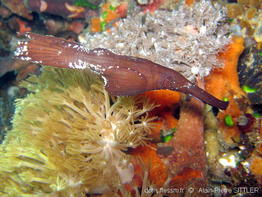 solenostomus_cyanopterus-aps100
