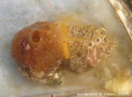 Marsenia_perspicua-fz1