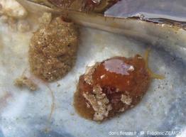 Marsenia_perspicua-fz2