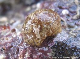 Marsenia_perspicua-fz3