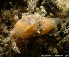 Marsenia_perspicua-hl1