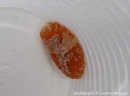 Marsenia_perspicua-sn1