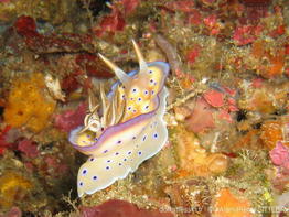 chromodoris_kuniei-aps214