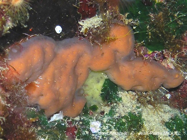 Eponge coussinet orange