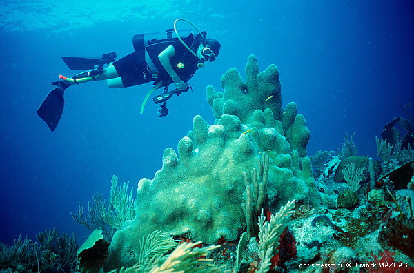 Corail cierge
