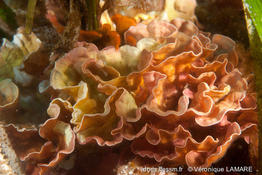mesophyllum_expansum-vl1