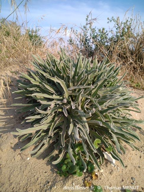 matthiola_sinuata-tm1